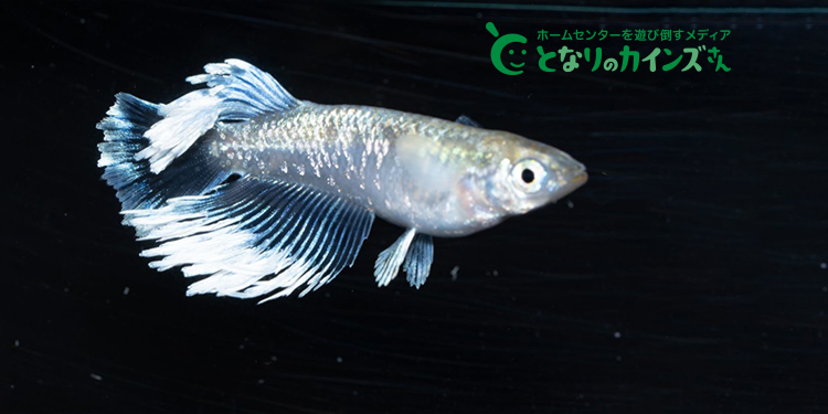 水がきれいになる ろ過材 2袋入 | 水中生物用品・水槽用品 通販