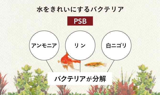 バクテリアが汚れを分解