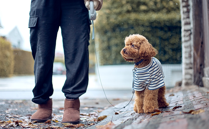 2段式切り替え伸縮リード L | ペット用品（犬） 通販 | ホームセンター
