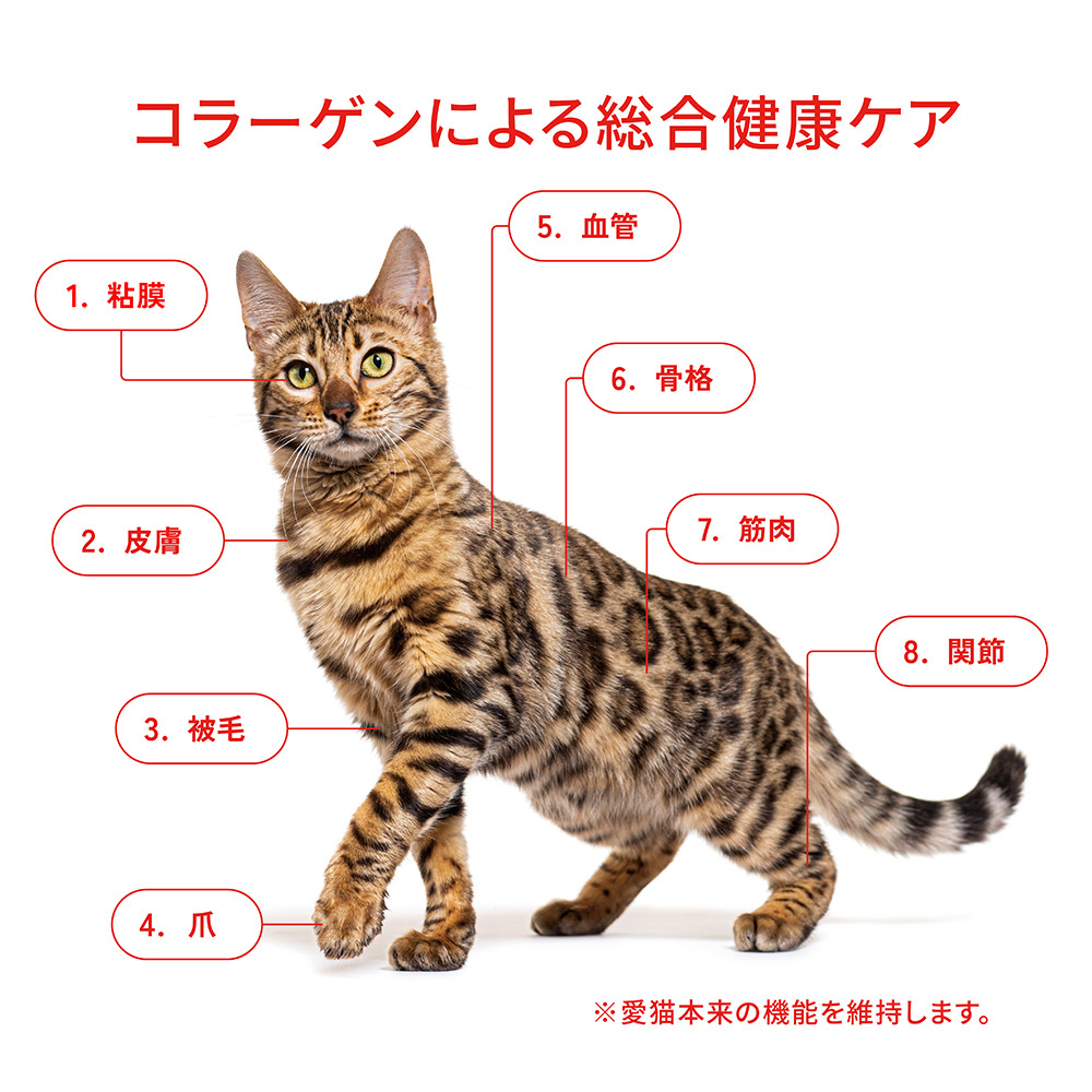 BEAUTY pro ビューティープロ　避妊・去勢後用1.4kg✖︎8袋セット ビューティープロ キャット 避妊・去勢後用 1.4kg : ペットゴー
