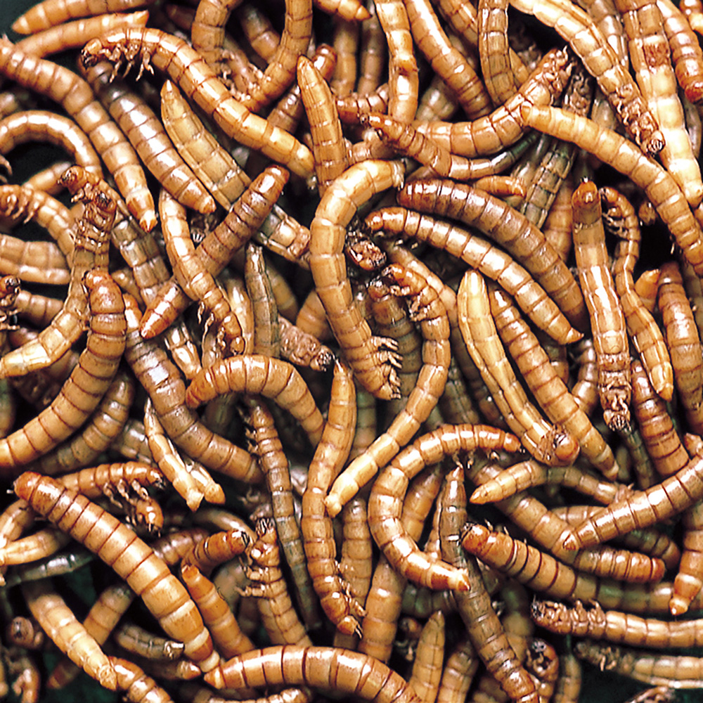 ミルワーム　24箱 NPF ミルワーム 35g×24缶 両生類 爬虫類 ハリネズミ フード 餌