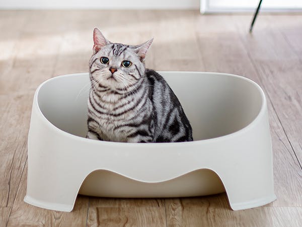 猫砂　7L　Pet'sOne　固まらない紙製のネコ砂　ペット用品（猫）　ホームセンター通販【カインズ】