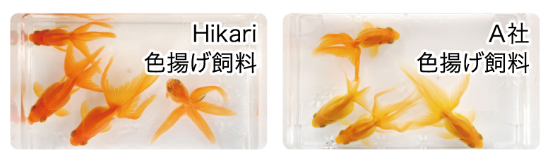 きんぎょのえさ5つの力 色あげ 80g | 水中生物用品・水槽用品 通販