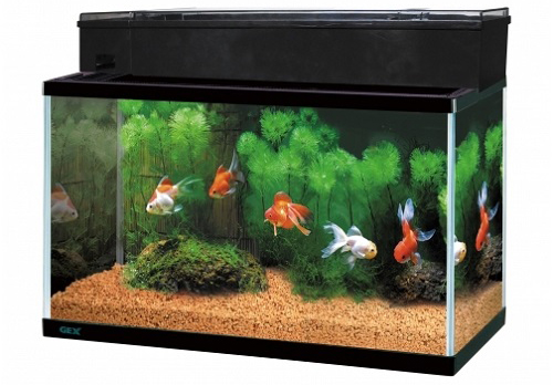 未開封あり　デュアルクリーン　飼育　フィルターろ過等セット デュアルクリーン600 DC-600[幅60cm水槽用上部式フィルター