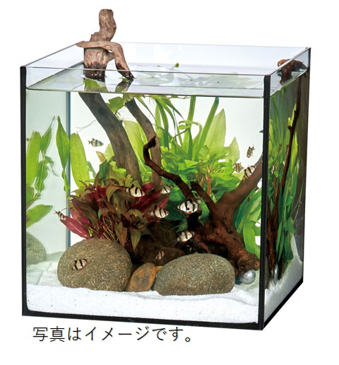 コトブキ　レグラス キューブ150水槽 ブラックシリコン仕様】コトブキ レグラスキューブ150H/B（小型