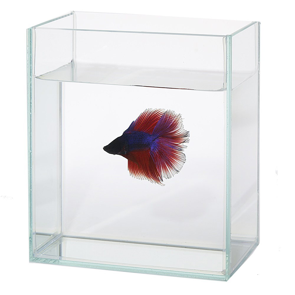 ショーベタコレクションケースM | 水中生物用品・水槽用品 通販