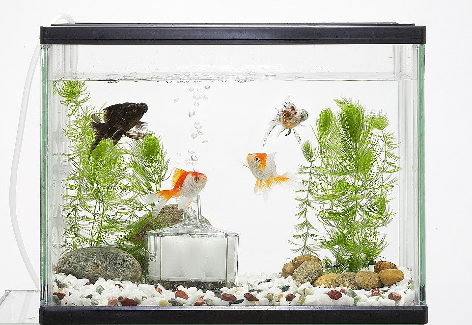 アクアリウム 水槽 置物 52usturtleplatform-01 Joyeee Above Tank Turtle Basking Platform, Reptiles Flo : Archnote アクアリウム 水槽 オブジェ 置物 苔 流木 石