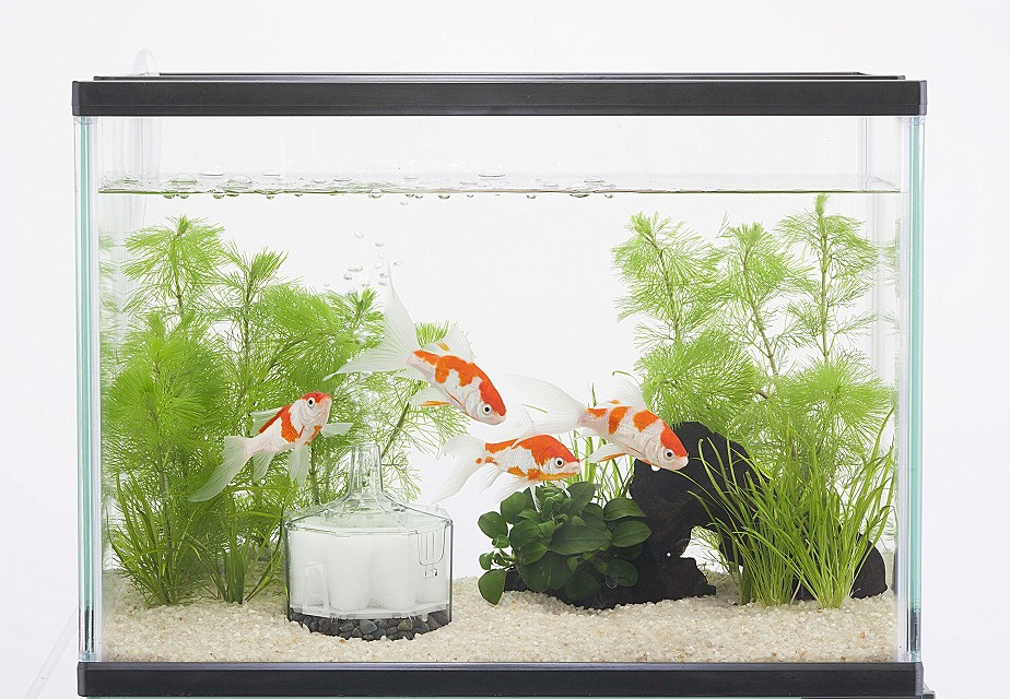 きんぎょファミリー M KF-11 | 水中生物用品・水槽用品 通販