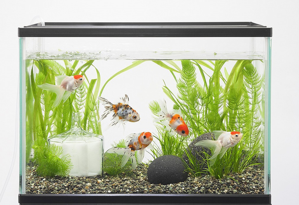 きんぎょファミリー L KF-12 | 水中生物用品・水槽用品 通販