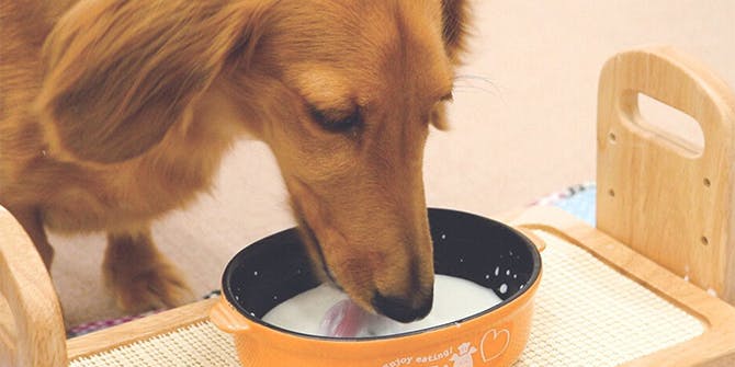 ドギーマンハヤシ株式会社が“ペット用牛乳”を開発した背景、犬想いなこだわりとは？