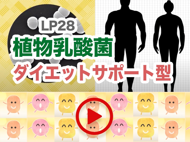 ダイエットサポート型乳酸菌「LP28」
