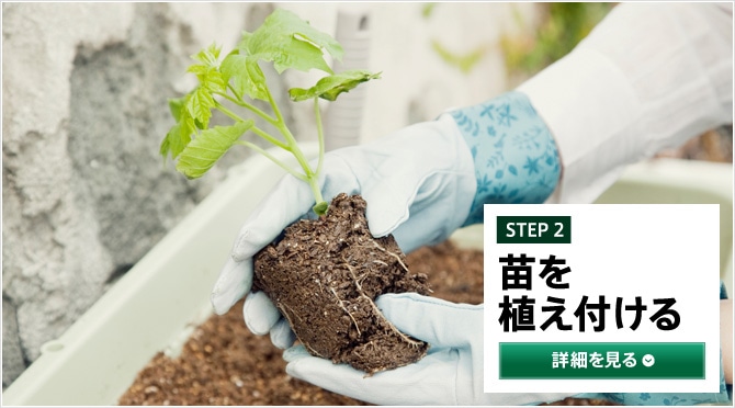 STEP2 苗を植え付ける