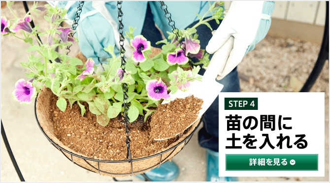 STEP4 苗の間に土を入れる