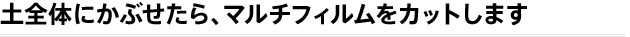 土全体にかぶせたら、マルチフィルムをカットします