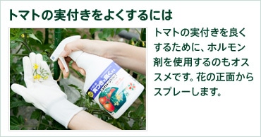 トマトの実付きをよくするには トマトの実付きを良くするために、ホルモン剤を使用するのもオススメです。花の正面からスプレーします。