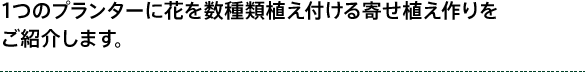 1つのプランターに花を数種類植え付ける寄せ植え作りを ご紹介します。 