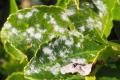 草花の病気 花や植物が弱っているとき